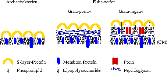 \includegraphics [width=\textwidth]{Bilder/Bakterienklassifikation.eps}